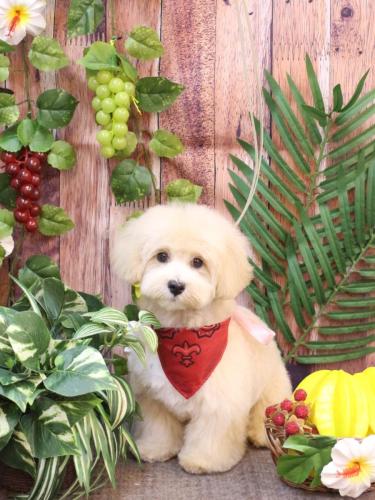 20230827チップくん